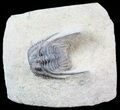 Spiny Leonaspis Trilobite - Foum Zguid, Morocco #49922-1